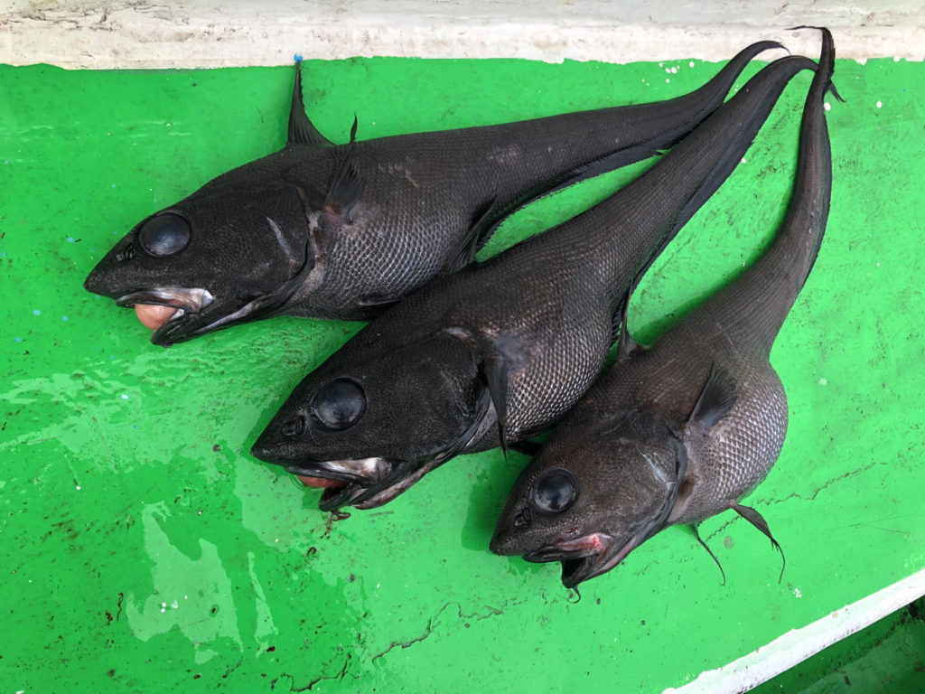 水深1000mから『イバラヒゲ』を釣って食べる 平坂寛のフィールドノート