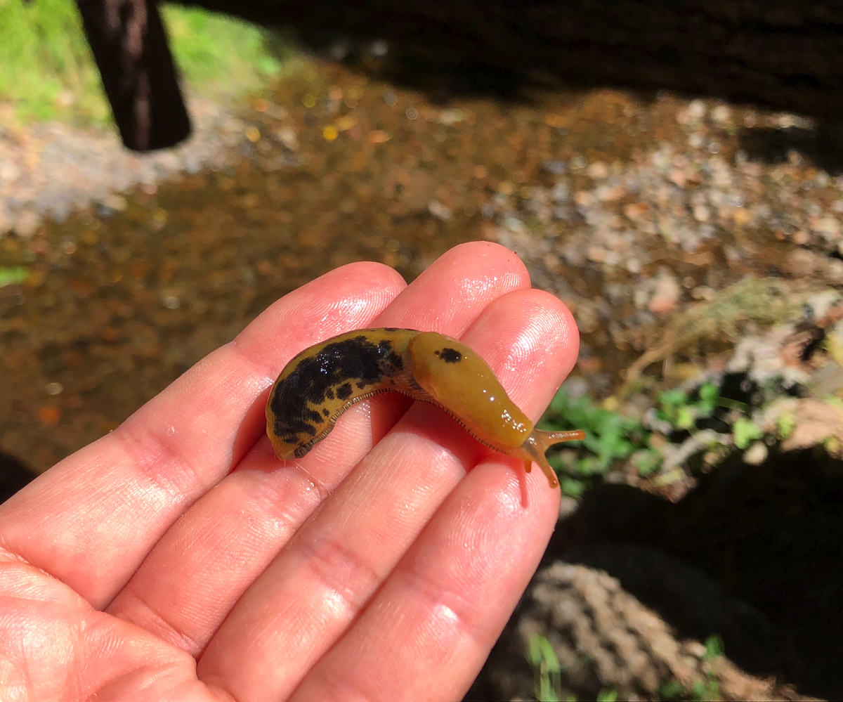 バナナナメクジ採集&試食 in カリフォルニア州 平坂寛のフィールドノート