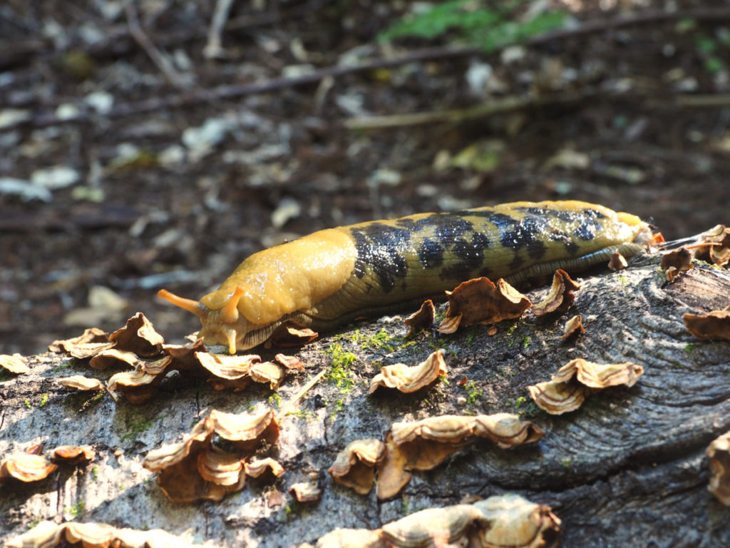 バナナナメクジ採集 試食 In カリフォルニア州 平坂寛のフィールドノート