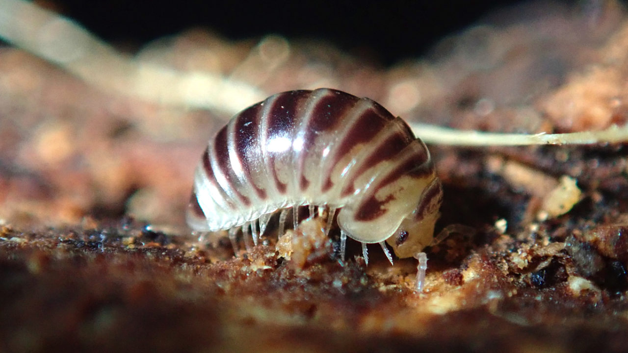 ダンゴムシじゃないぜ タマヤスデだぜ 平坂寛のフィールドノート