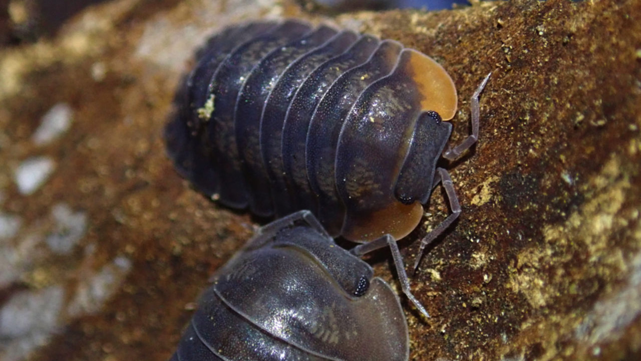 ネッタイコシビロダンゴムシとヒメマルゴキブリ雄 平坂寛のフィールドノート