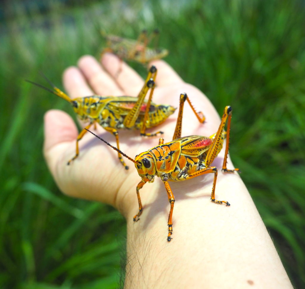 ラバーグラスホッパー記事掲載 On 講談社move 平坂寛のフィールドノート