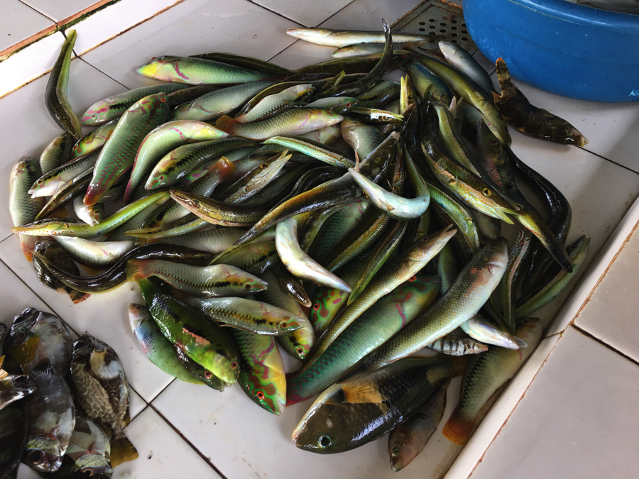 フィリピン セブ島の魚市場 平坂寛のフィールドノート