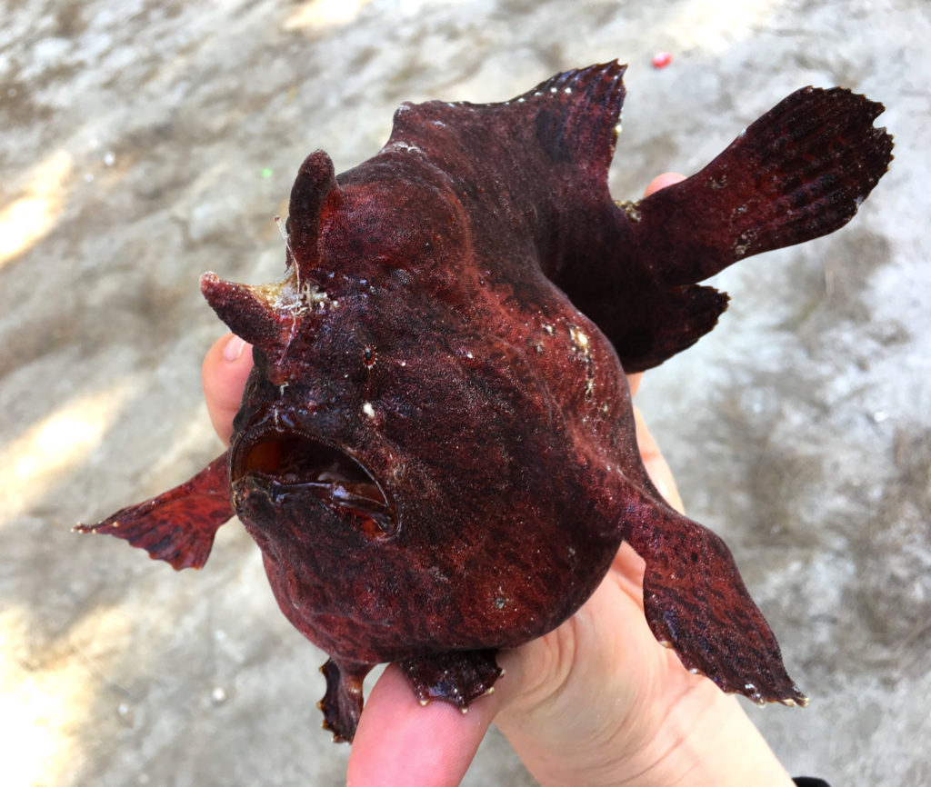 カエルアンコウ 旧 イザリウオ を食べる 平坂寛のフィールドノート