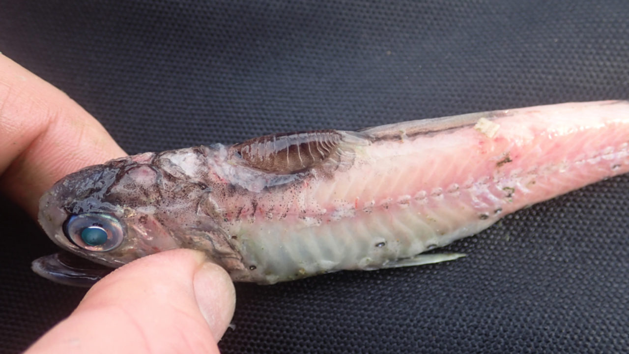 ハダカイワシの背中に寄生するウオノエ カイテイギンカ 平坂寛のフィールドノート