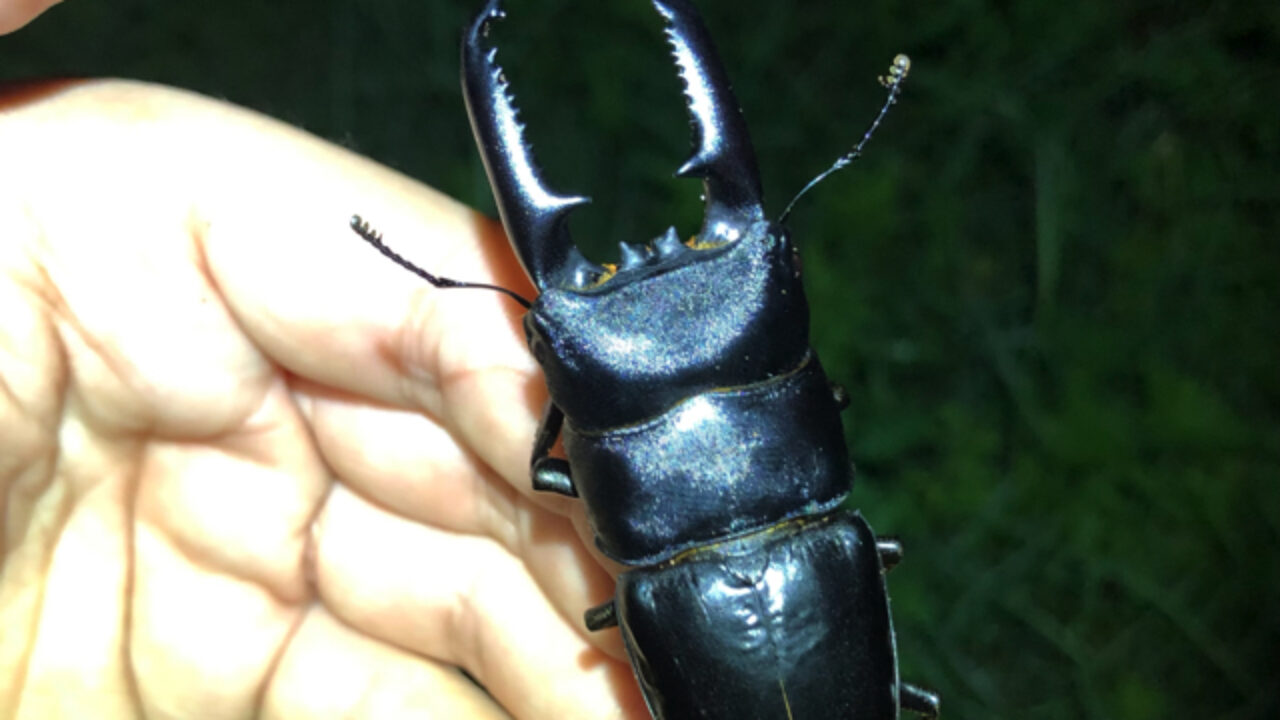 ツシマヒラタクワガタ記事公開！on デイリーポータルZ | 平坂寛の