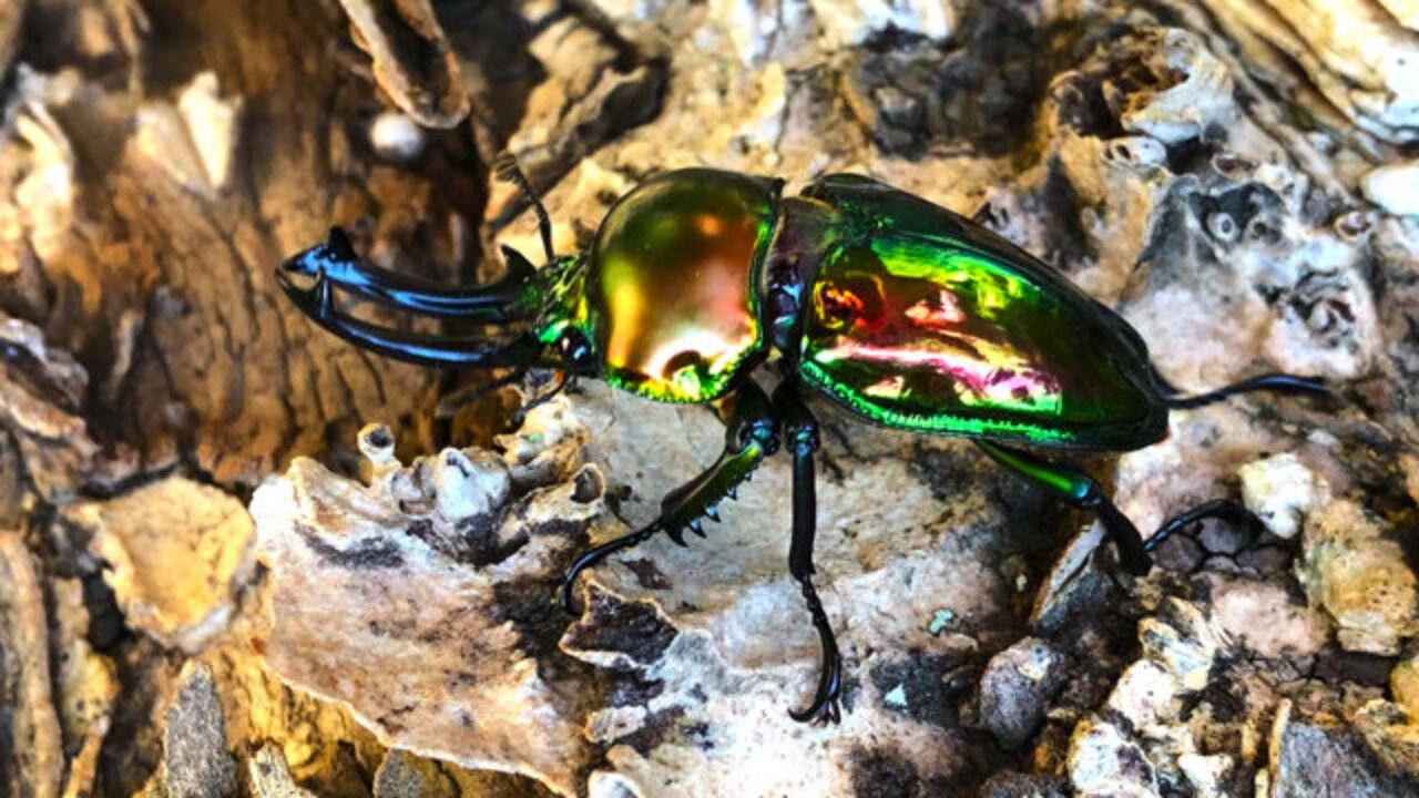 ニジイロ 1061486-1280x720.jpeg